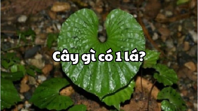 Cây gì có 1 lá?