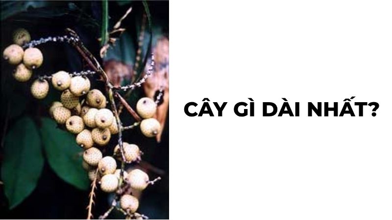 Cây gì dài nhất?