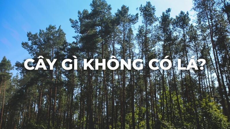 Cây gì không có lá?