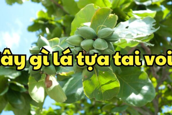 Cây gì lá tựa tai voi