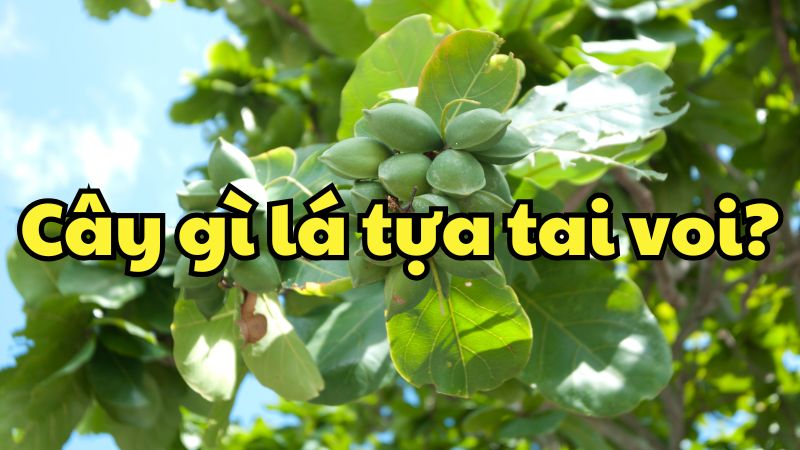 Cây gì lá tựa tai voi