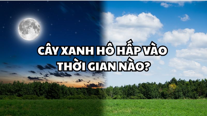 Cây xanh hô hấp vào thời gian nào?
