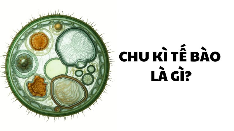 Chu kì tế bào là gì?