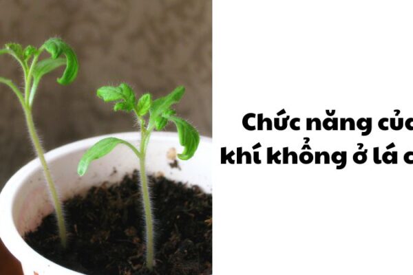 Chức năng của khí khổng