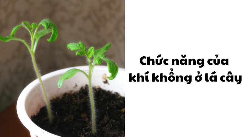 Chức năng của khí khổng