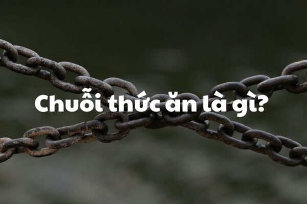 Chuỗi thức ăn là gì?