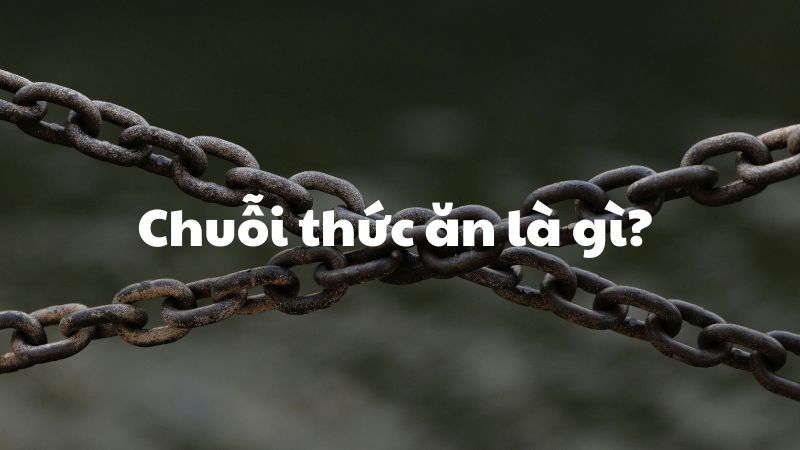 Chuỗi thức ăn là gì?