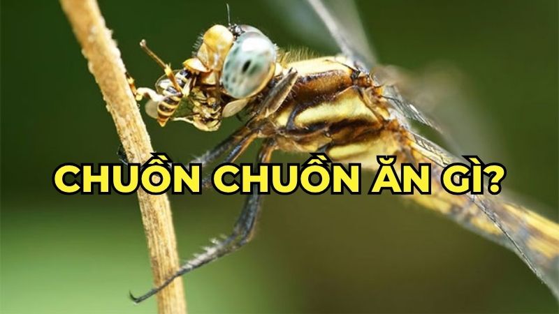 Chuồn chuồn ăn gì?