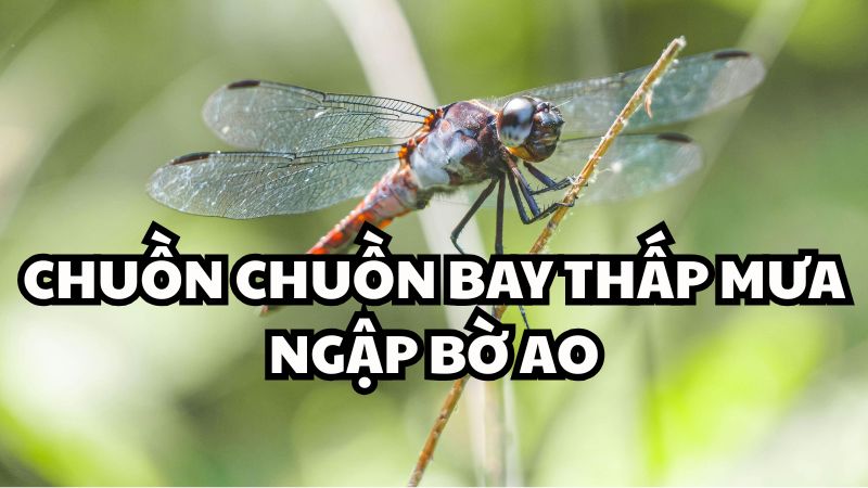Chuồn chuồn bay thấp mưa ngập bờ ao