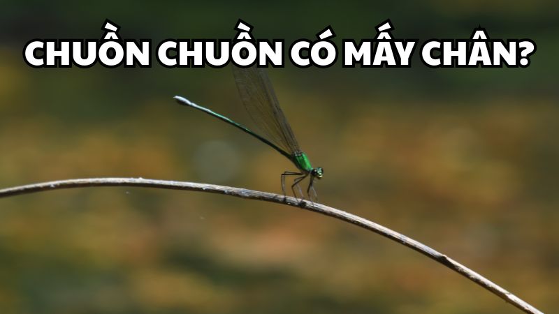 Chuồn chuồn có 6 chân