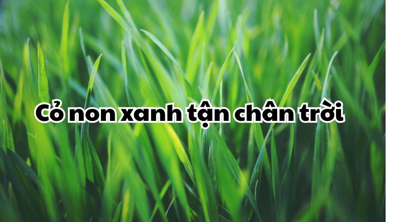 Cỏ non xanh tận chân trời