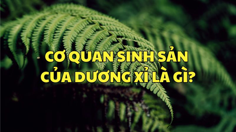 Cơ quan sinh sản của dương xỉ là gì?