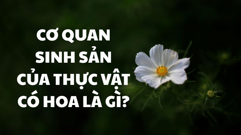 Cơ quan sinh sản của thực vật có hoa là gì?