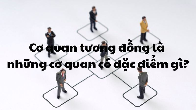 Cơ quan tương đồng là những cơ quan có đặc điểm gì?