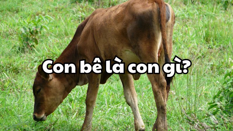 Con bê là con gì?