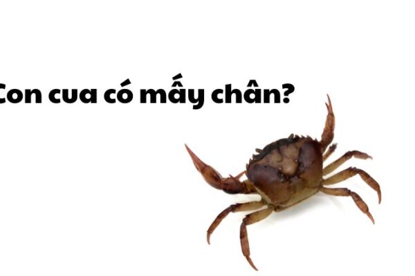 Con cua có mấy chân?