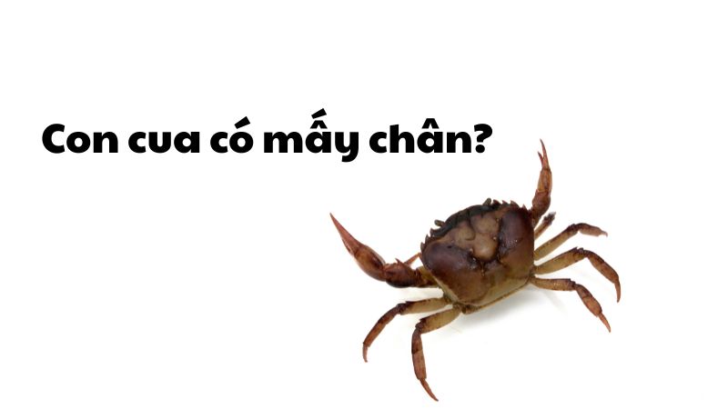 Con cua có mấy chân?