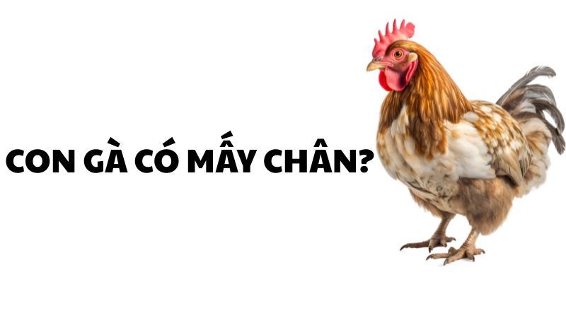 Con gà có mấy chân?