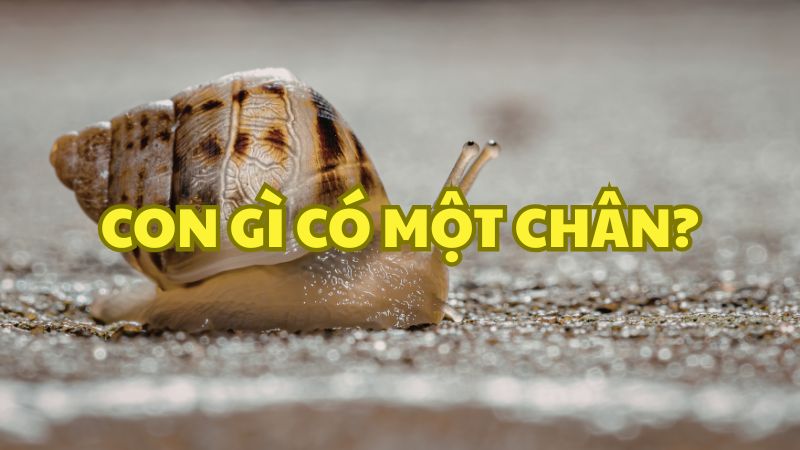 Con gì có một chân?