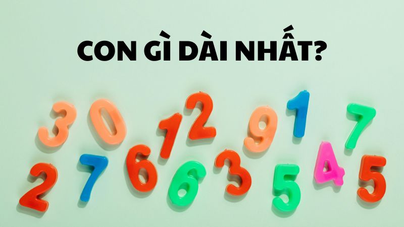 Con gì dài nhất?