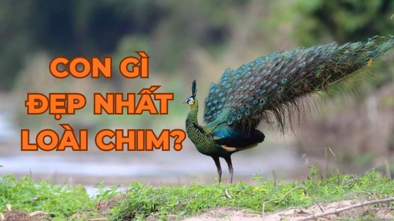 Con gì đẹp nhất loài chim?