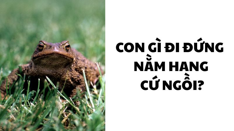 Con gì đi đứng nằm hang cứ ngồi?