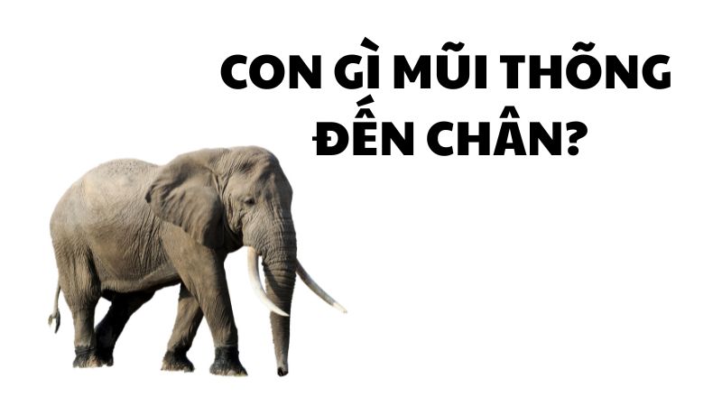 Con gì mũi thõng đến chân?
