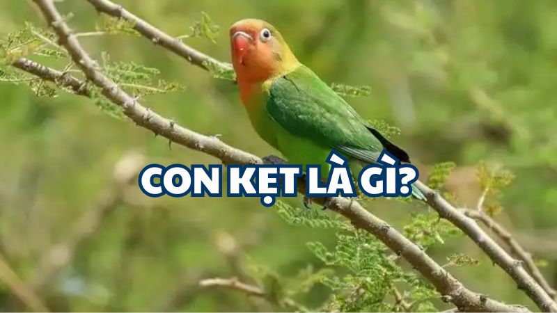 Con kẹt là gì?
