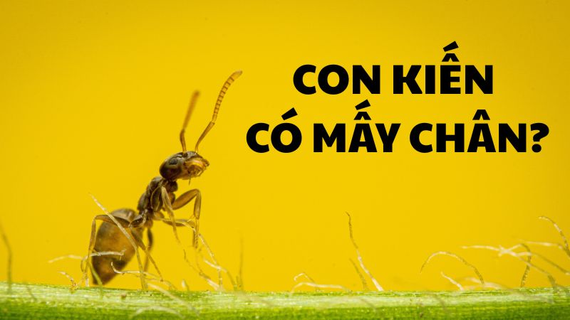 con-kien-co-may-chan