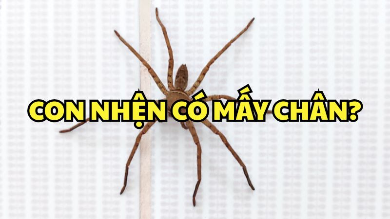 Con nhện có mấy chân?