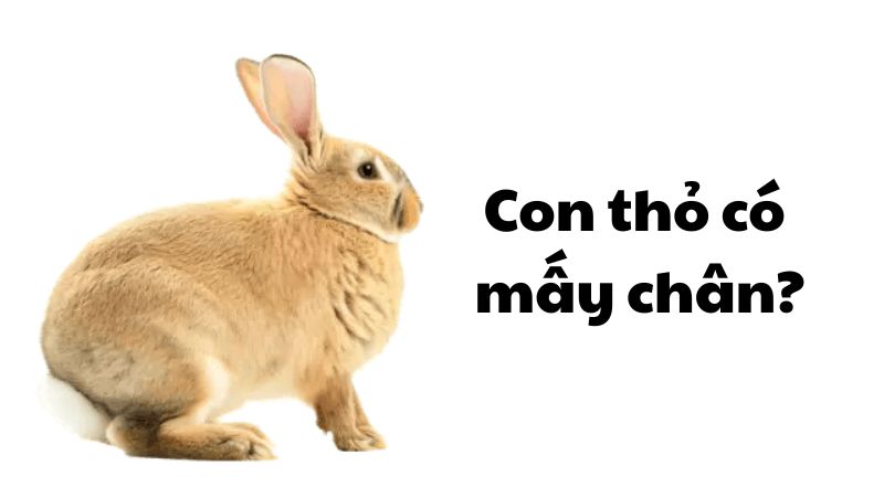 Con thỏ có mấy chân?