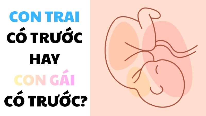 Con trai có trước hay con gái có trước?