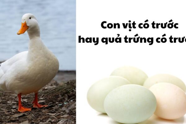 Con vịt có trước hay quả trứng có trước?