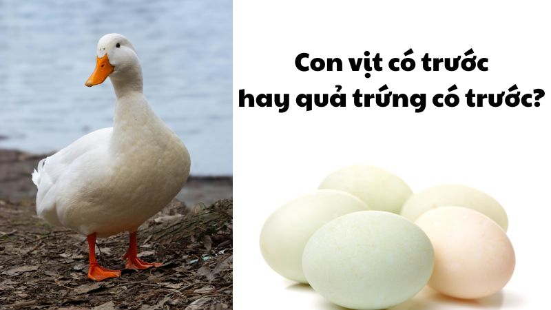 Con vịt có trước hay quả trứng có trước?