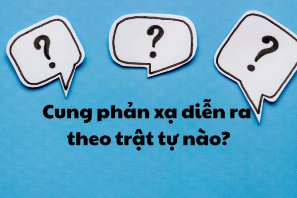 Cung phản xạ diễn ra theo trật tự