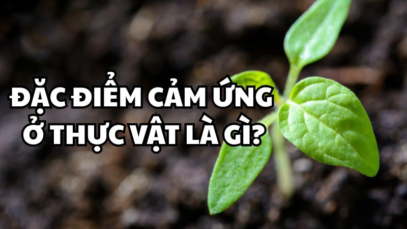 Đặc điểm cảm ứng ở thực vật là gì?