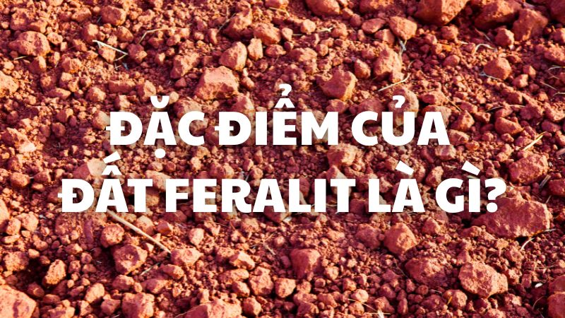 Đặc điểm của đất feralit là gì?