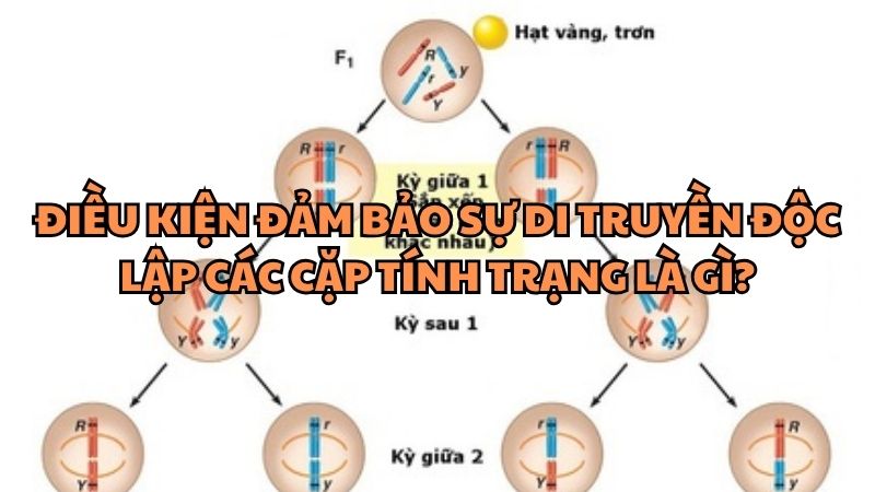 Điều kiện đảm bảo sự di truyền độc lập các cặp tính trạng là