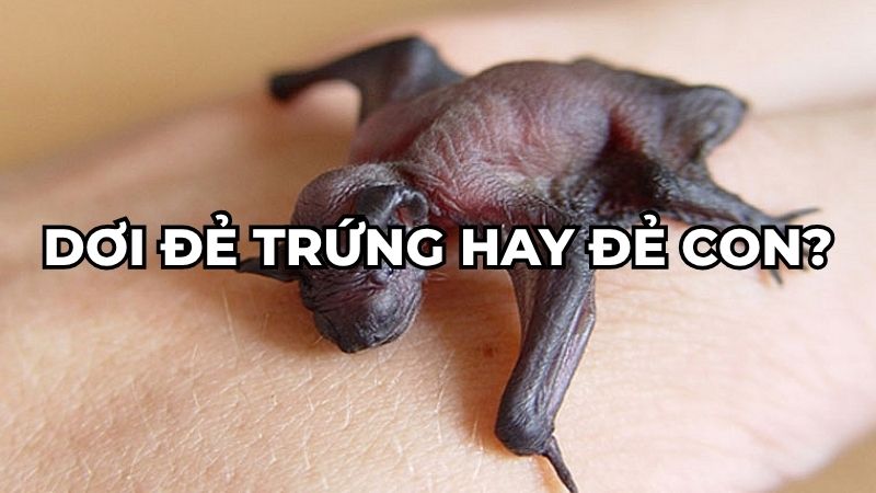 Dơi đẻ trứng hay đẻ con?