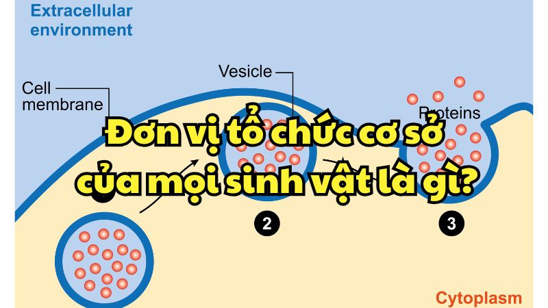 Đơn vị tổ chức cơ sở của mọi sinh vật là gì?