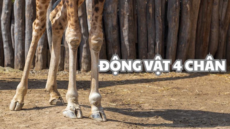 Động vật 4 chân