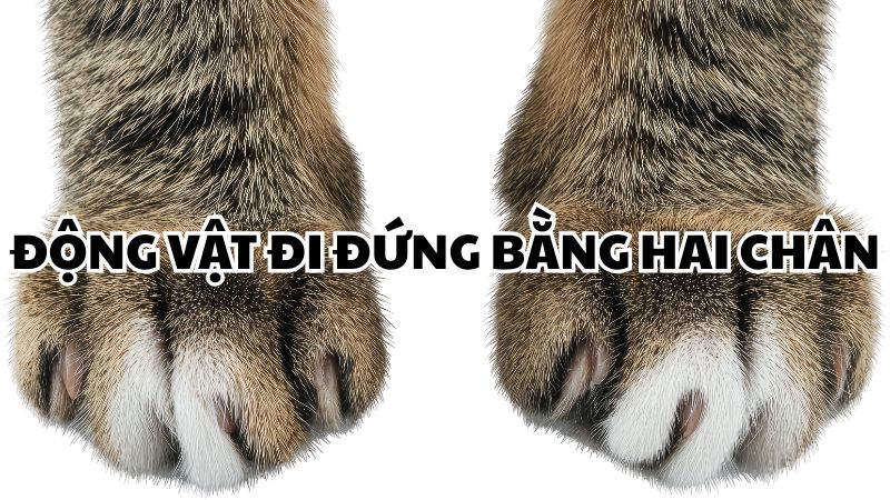 Động vật đi đứng bằng hai chân là gì?