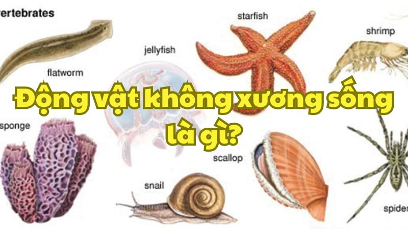 Động vật không xương sống là gì?
