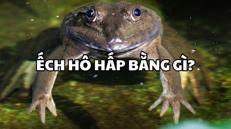 Ếch hô hấp bằng gì?