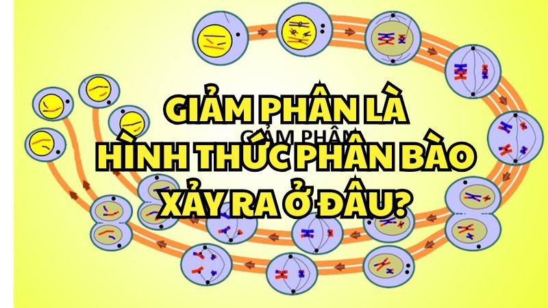 Giảm phân là hình thức phân bào xảy ra ở đâu?