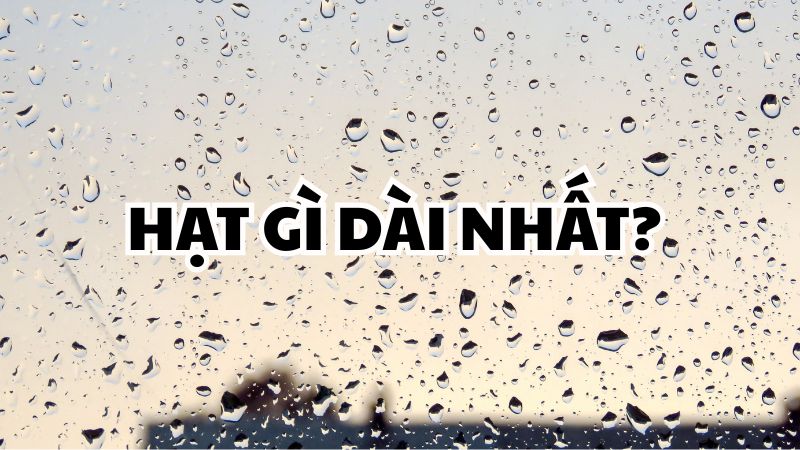 Hạt gì dài nhất?