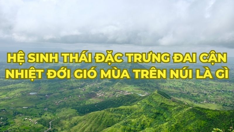 Hệ sinh thái đặc trưng đai cận nhiệt đới gió mùa trên núi là gì
