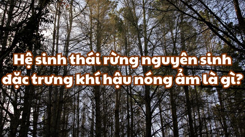 Hệ sinh thái rừng nguyên sinh đặc trưng khí hậu nóng ẩm là gì?