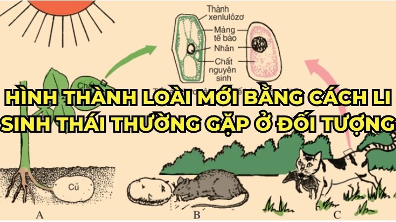 Hình thành loài mới bằng cách li sinh thái thường gặp ở đối tượng