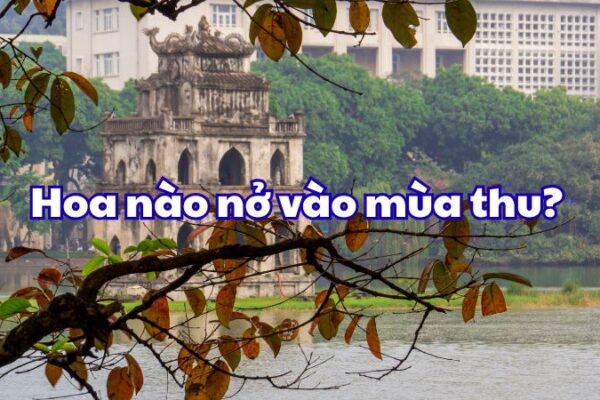 Hoa nào nở vào mùa thu?